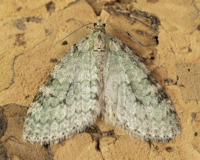 Moth - Early Tooth-striped - Trichopteryx carpinata 11-04-22.jpg