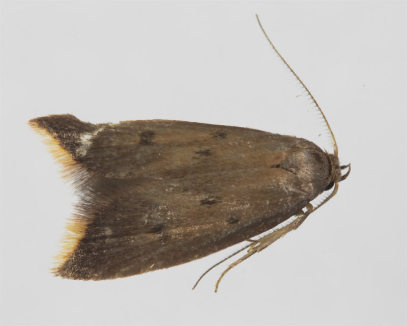 Moth - Tachystola acroxantha 11-04-22.jpg