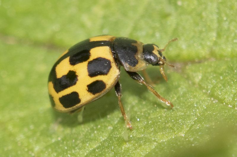 14 spot Ladybird - Propylea 14-punctata 13-04-22.jpg