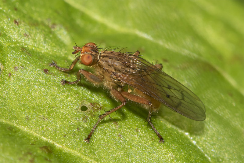Dung Fly - Scathophaga furcata 13-04-22.jpg