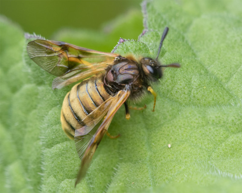 Sawfly - Abia lonicerae 13-04-22.jpg