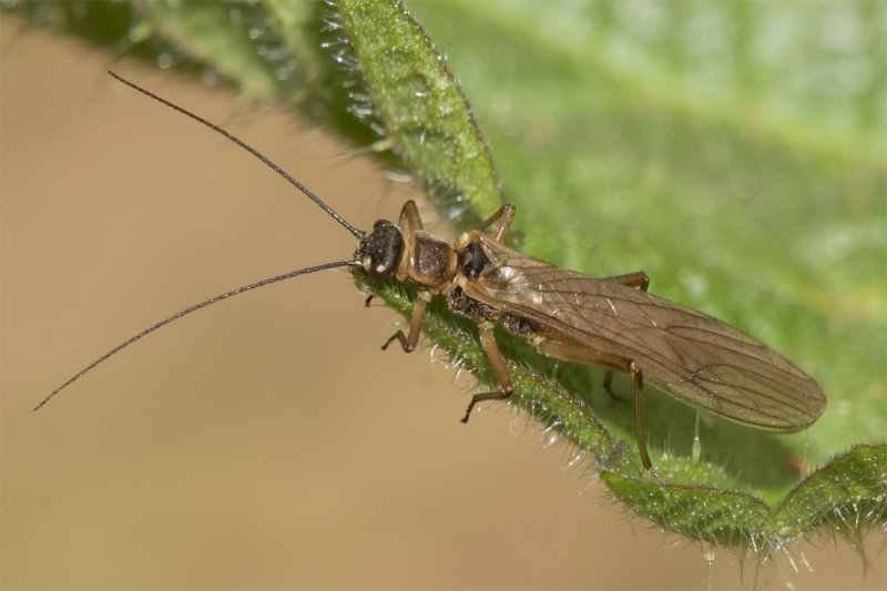 Stonefly - Nemouridae sp 13-04-22.jpg