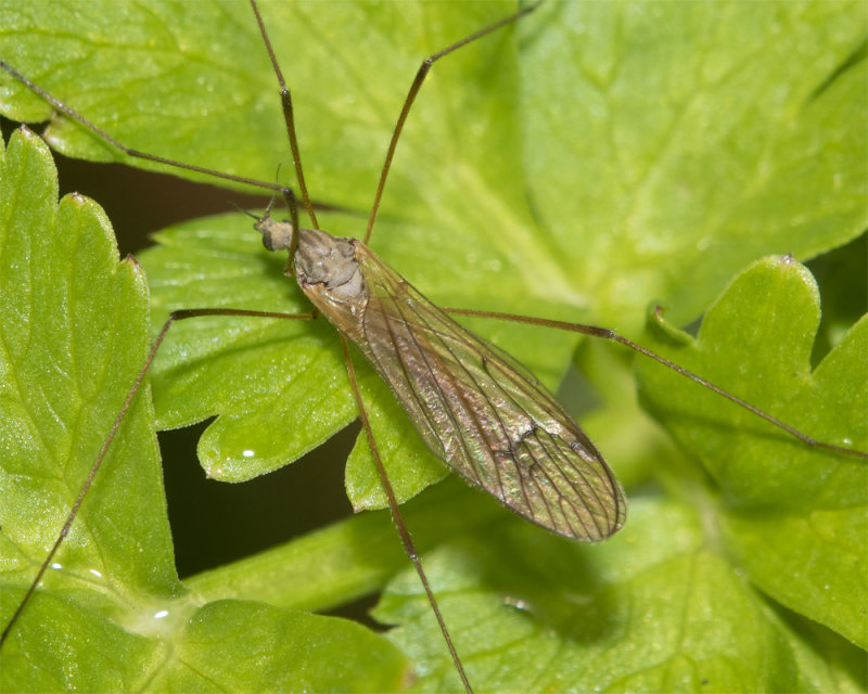 Cranefly - Dicranophragma adjunctum prob 13-04-22.jpg