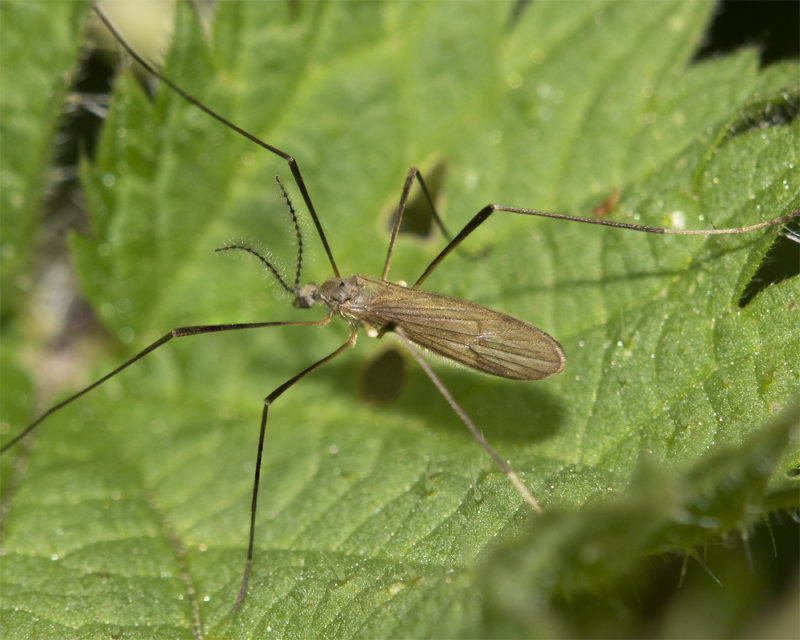 Cranefly - Pilaria discicollis 13-04-22.jpg