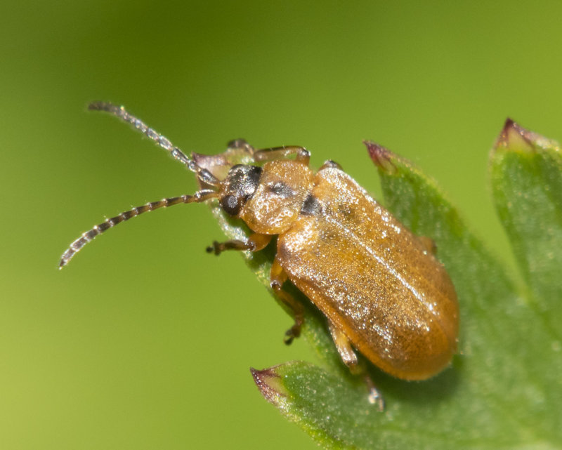 Willow Leaf Beetle - Lochmaea caprea 13-04-22.jpg