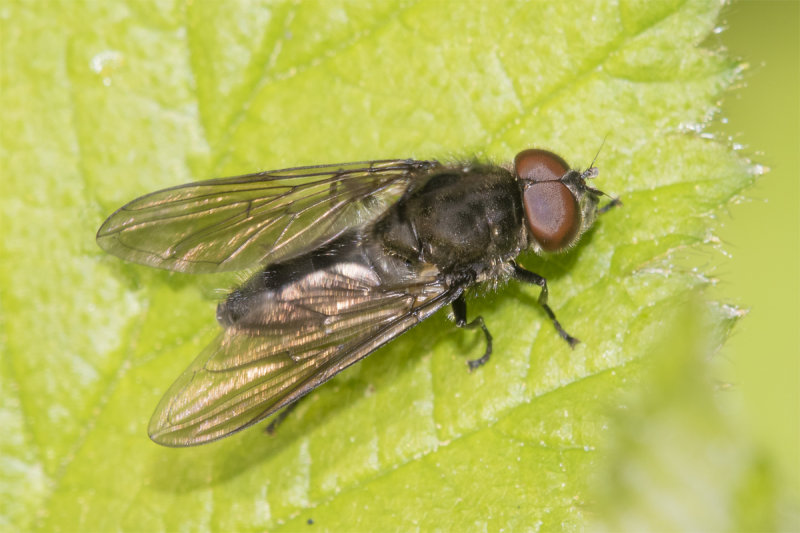 Cheilosia variabilis m 17-04-22.jpg