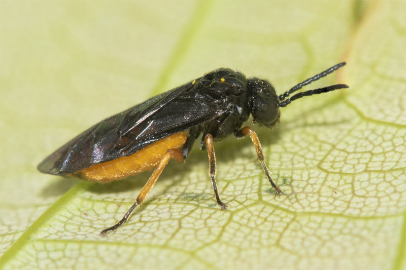 Sawfly - Eutomostethus luteiventris 17-04-22.jpg