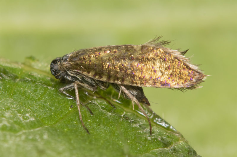 Moth - Dyseriocrania subpurpurella 19-04-22.jpg