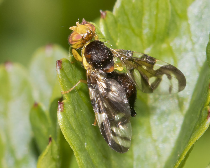 Celery Fly - Euleia heraclei 20-04-22.jpg