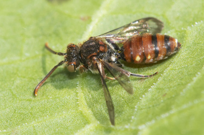 Nomada flavoguttata - Little Nomad Bee 20-04-22.jpg