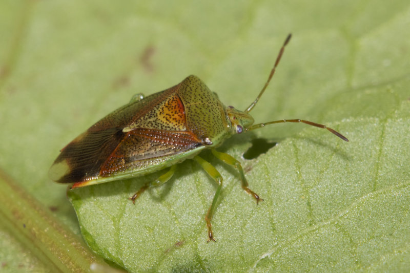 Birch Shieldbug - Elasmostethus interstinctus.jpg