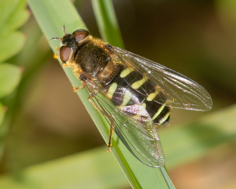 Dasysyrphus venustus agg f 22-04-22.jpg
