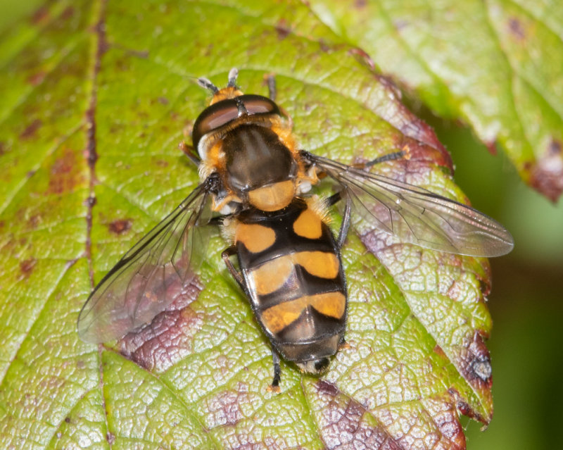 Didea fasciata 22-04-22.jpg