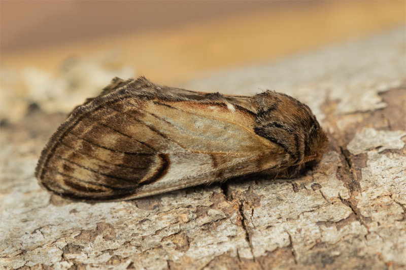 Moth - Pebble Prominent - Notodonta ziczac 24-04-22.jpg