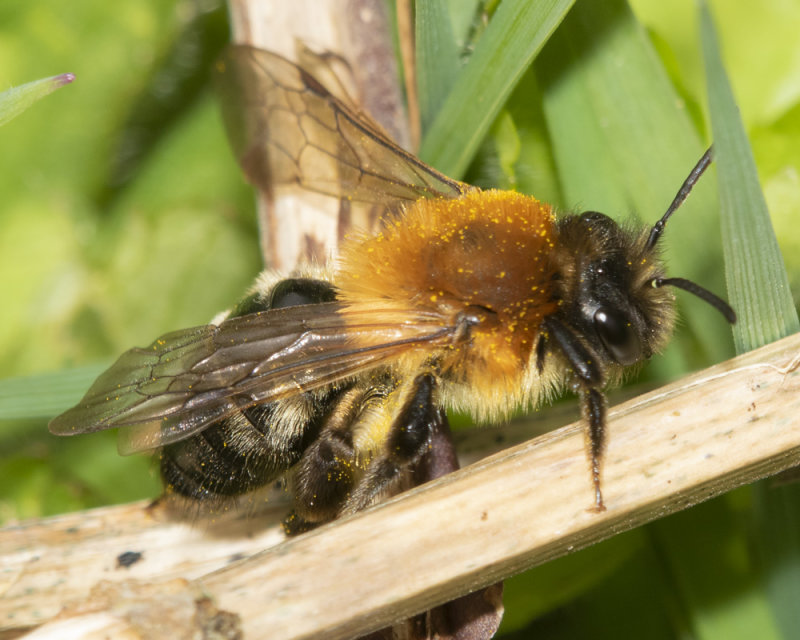Andrena nitida - Grey-patched Mining Bee f 17-04-22.jpg