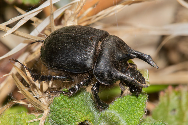 Minotaur Beetle - Typhaeus typhoeus 29-04-22 # 0247 copy.jpg