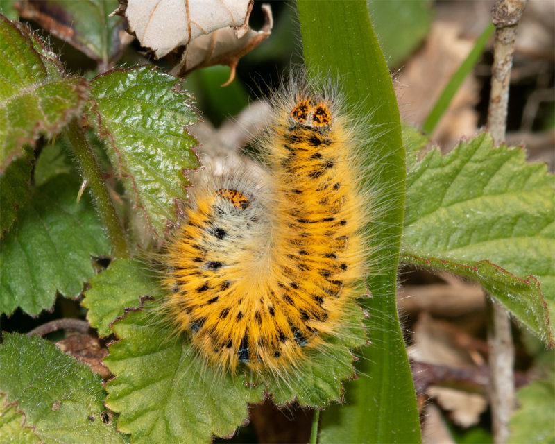 Moth - Grass Eggar - Lasiocampa trifolii caterpillar 29-04-22.jpg
