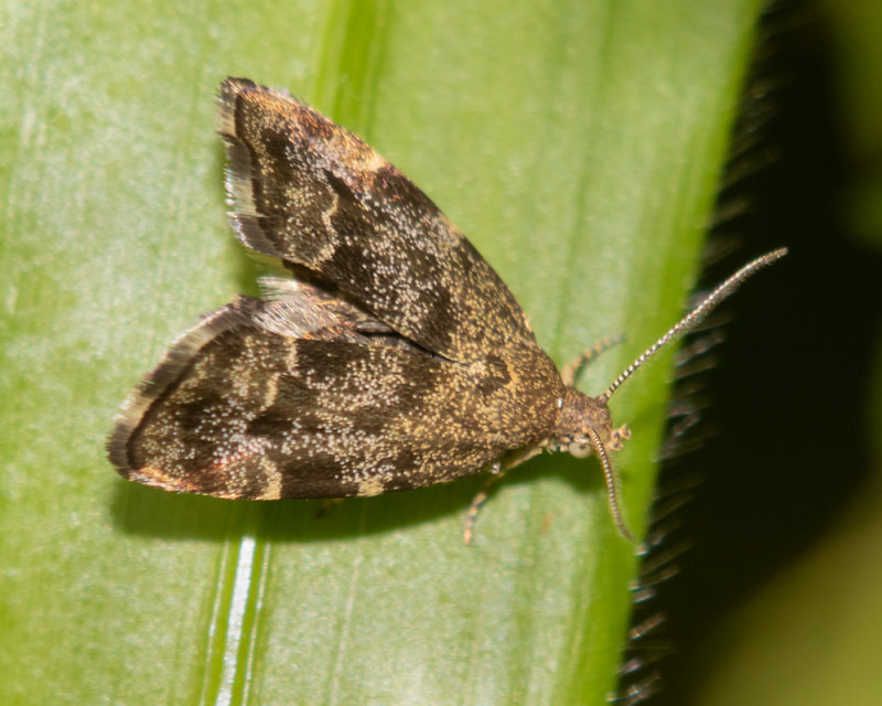 Moth - Nettle-tap - Anthophila fabriciana 29-04-22.jpg
