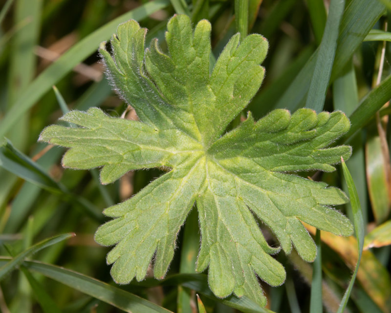 Dovesfoot Cranesbill - Geranium molle - leaf 29-04-22.jpg