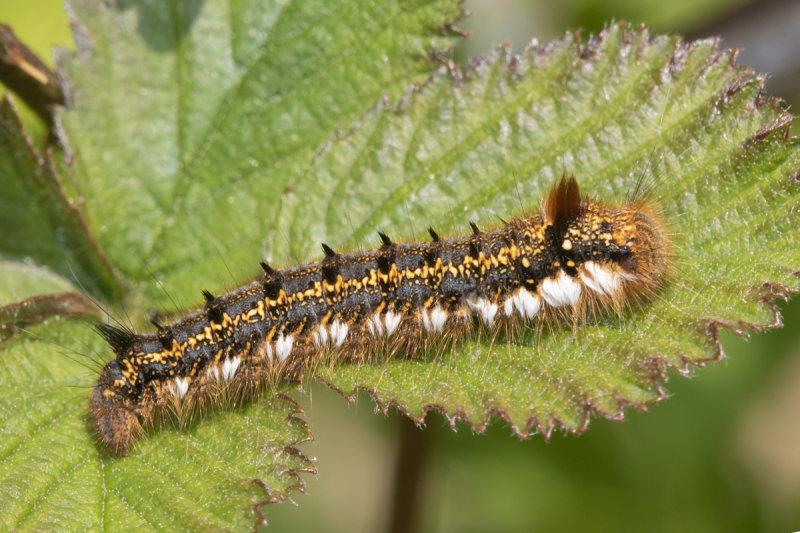 Drinker Moth - Euthrix potatoria caterpillar.jpg