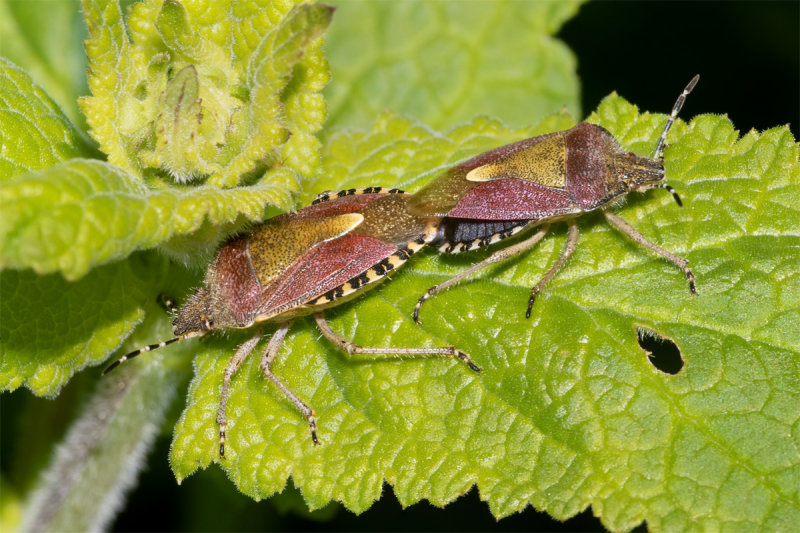 Hairy Shieldbugs - Dolycoris baccarum 04-05-22.jpg