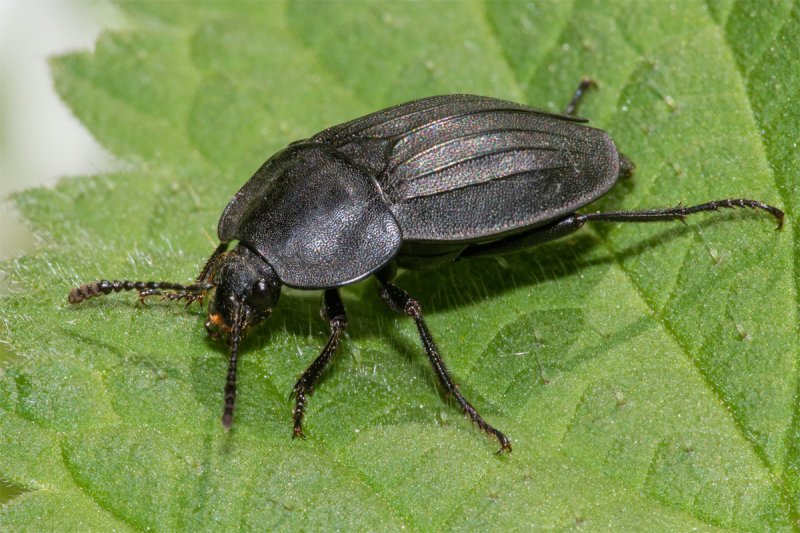 Black Snail Beetle - Silpha atrata 05-05-22.jpg