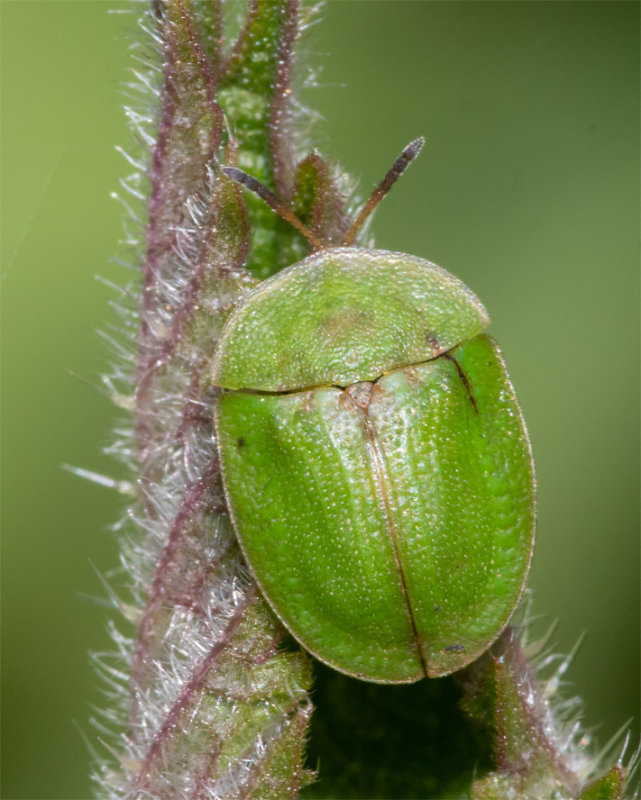 Tortoise Beetle - Cassida rubiginosa 05-05-22.jpg