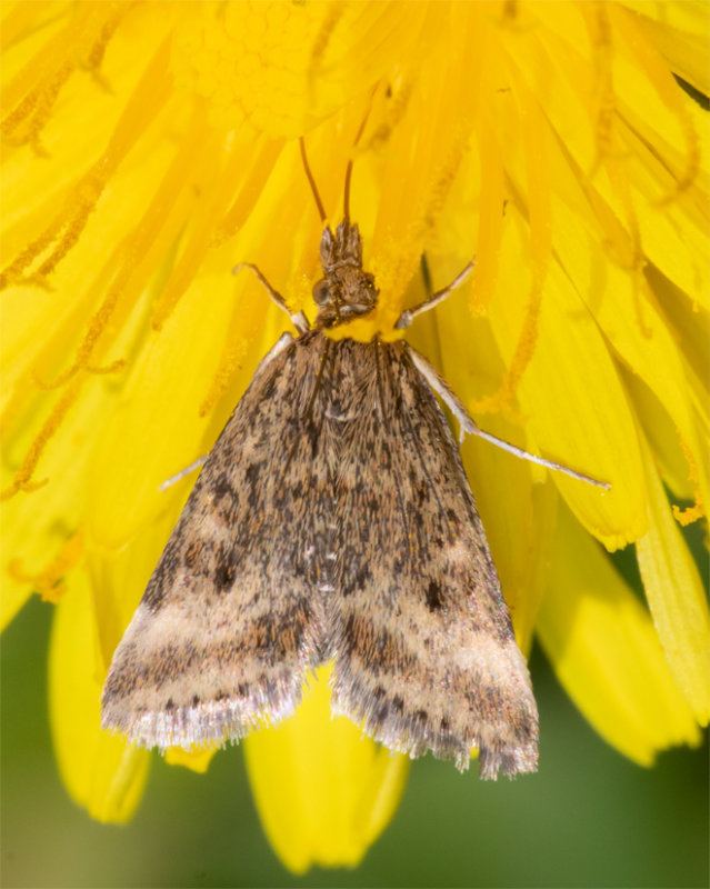 Moth - Pyrausta despicata 04-05-22 #0752.jpg