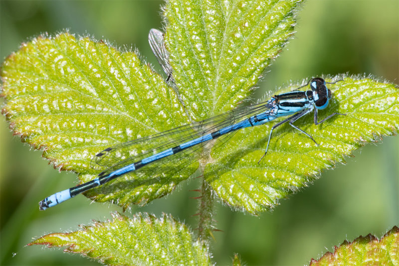 Azure Damselfly - Coenagrion puella m 07-05-22.jpg