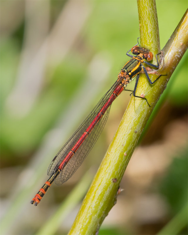 Large Red Damselfly - Pyrrhosoma nymphula m 07-05-22.jpg