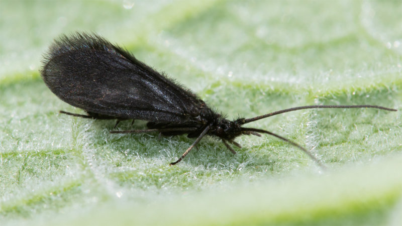 Caddis Fly - Beraea maurus - pullata 07-05-22.jpg