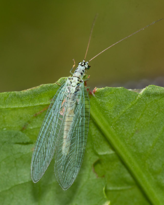 Lacewing - Chrysopa perla 07-05-22.jpg