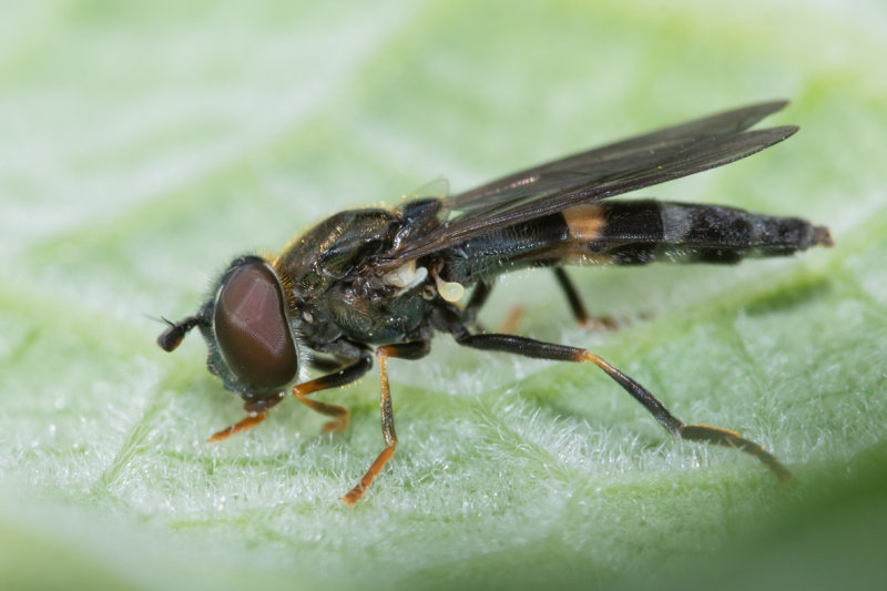 Platycheirus rosarum 07-05-22.jpg