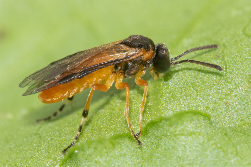 Sawfly - Athalia circularis 07-05-22.jpg