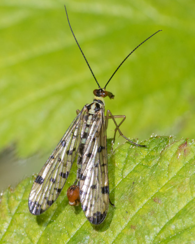 Scorpion Fly - Panorpa germanica m 07-05-22.jpg