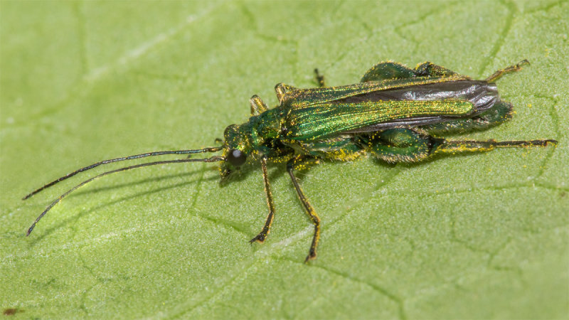 Swollen-thighed Beetle - Oedemera nobilis m 07-05-22.jpg