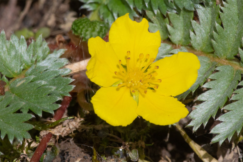 Silverweed - Potentilla anserina 07-05-22 #2.jpg
