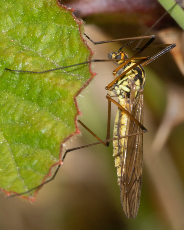Cranefly - Nephrotoma appendiculata f 09-05-22 side.jpg