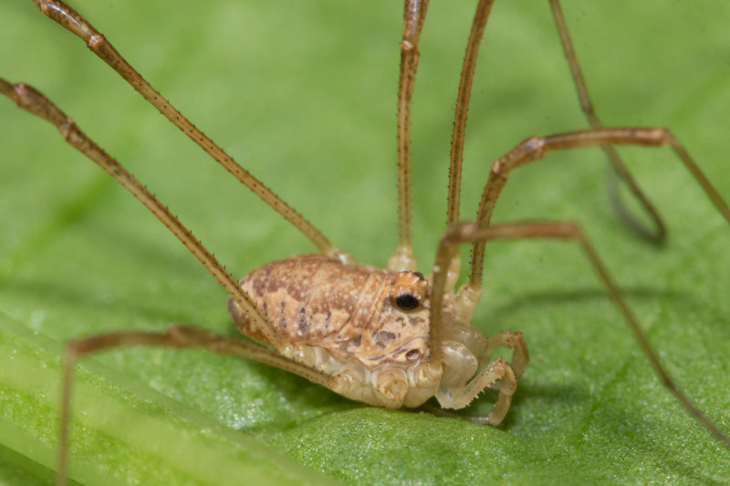 Harvestman - Platybunus triangularis 09-05-22.jpg