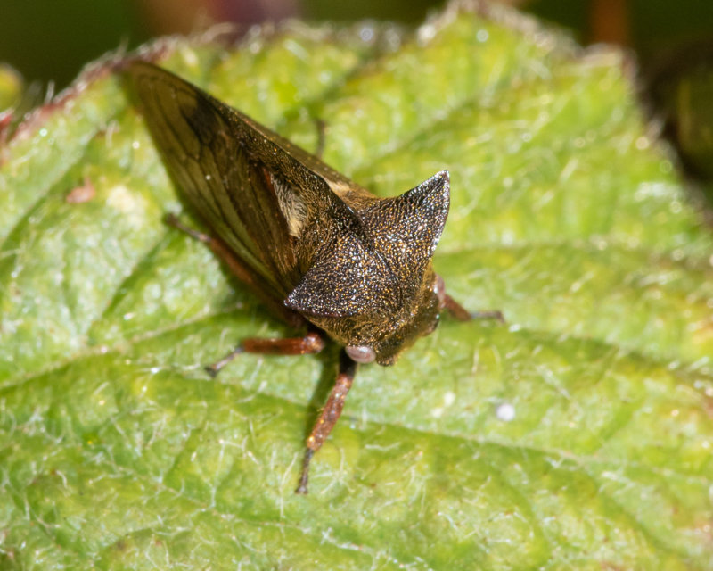 Horned Treehopper - Centrotus cornutus 09-05-22.jpg