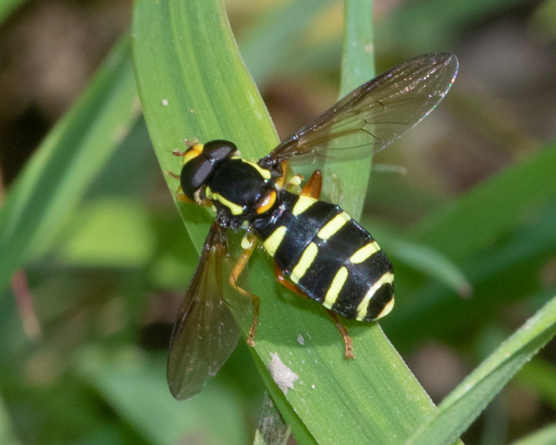 Xanthogramma citrofasciatum m 09-05-22.jpg