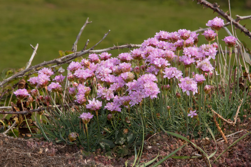 Thrift - Armeria maritima 09-05-22.jpg