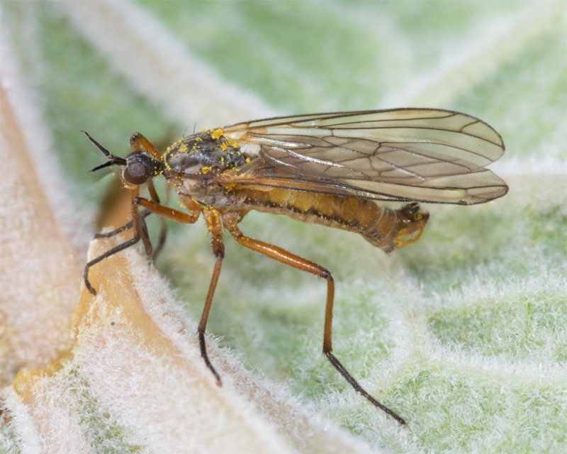 Empis trigramma 09-05-22.jpg