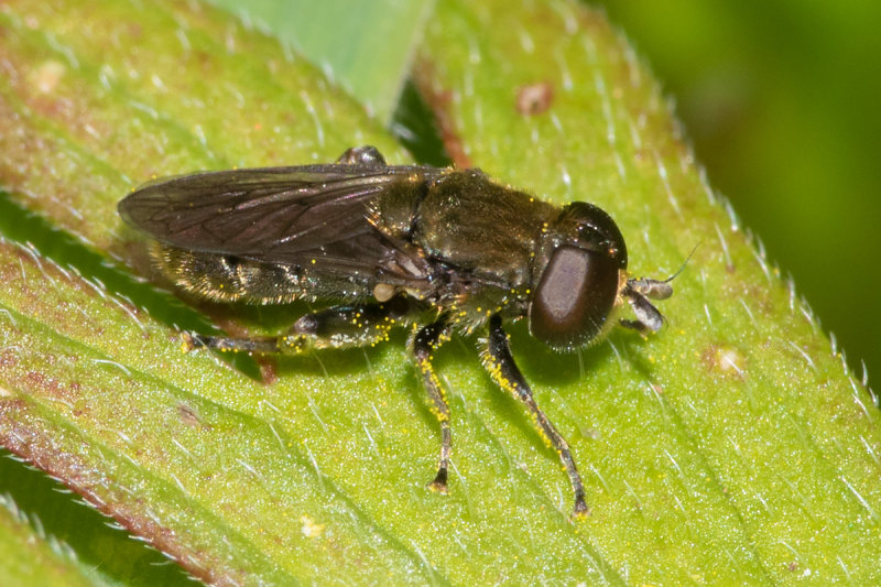 Eumerus funeralis/strigatus f 10-05-22.jpg