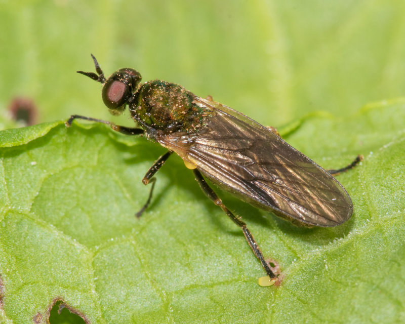 Long-horned Black Legionnaire - Beris geniculata f 10-05-22.jpg