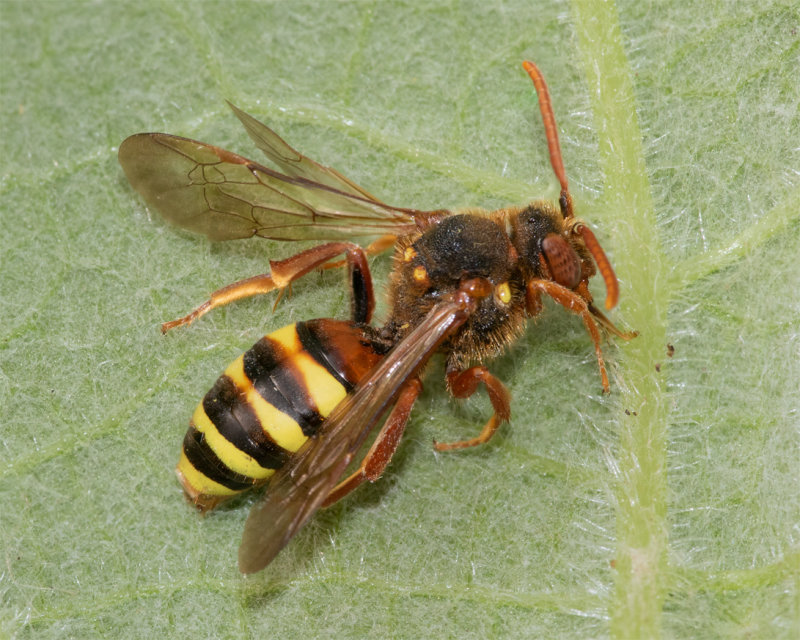 Nomada lathburiana - Lathburys Nomad Bee f 08-05-22 top.jpg