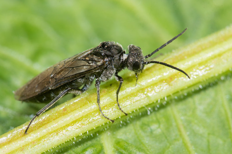 Dolerus sp Sawfly -10 -05-22.jpg