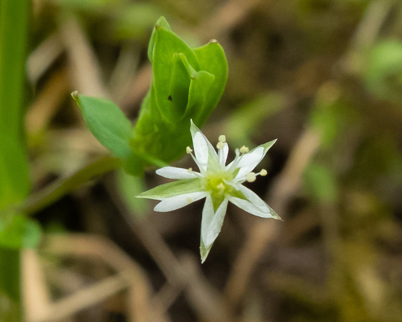 Bog Stitchwort - Stellaria alsine 12-05-22.jpg