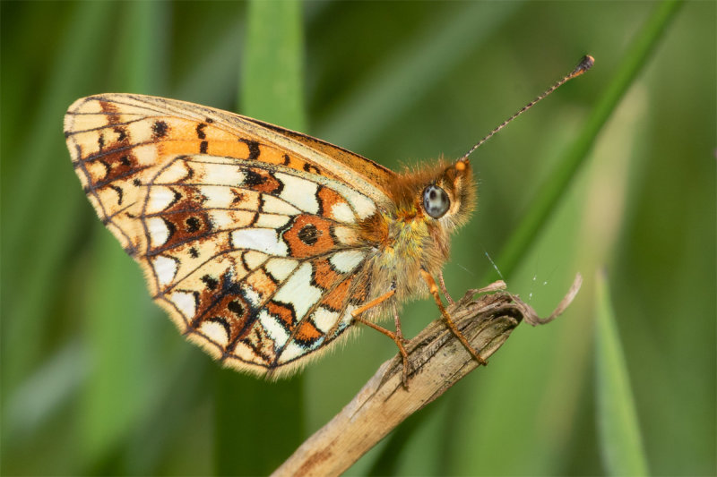 Small Pearl-bordered Fritillary - Boloria selene 13-05-22.jpg