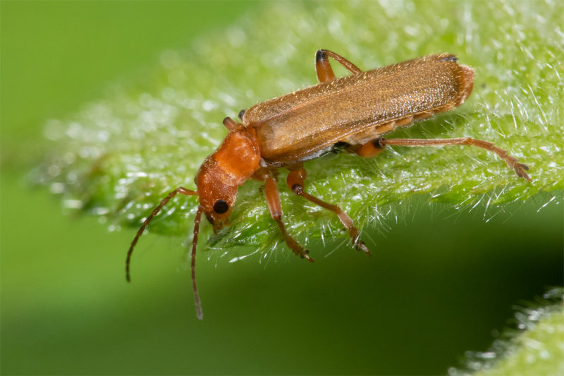 Cantharis cryptica 13-05-22.jpg